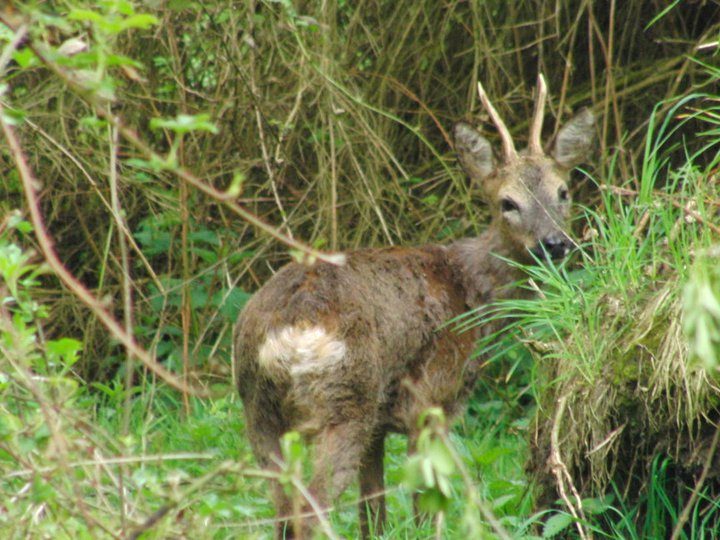 Bild eines Rehbocks vor einer Hecke in der Wöste.