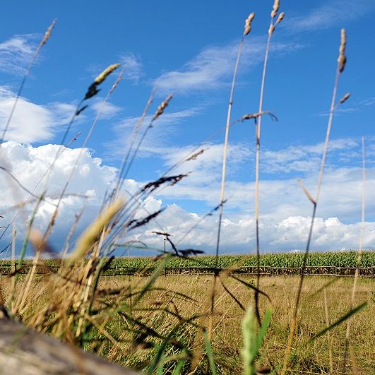 Blick über eine Pferdekoppel in der Wöste auf ein Maisfeld - im Vordergrund einige hohe Gräser