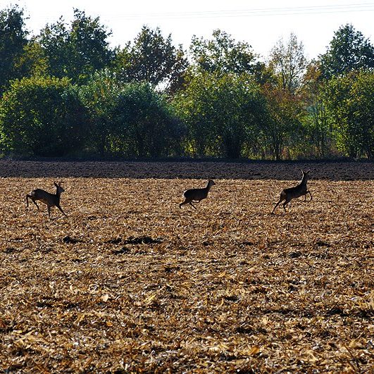 3 Rehe laufen über ein abgeerntetes Feld in der Wöste