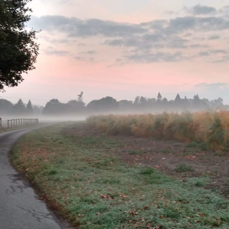 Blick über die Straße der unteren Wöste im Morgennebel mit einem Spargelfeld das ins Kraut schießt