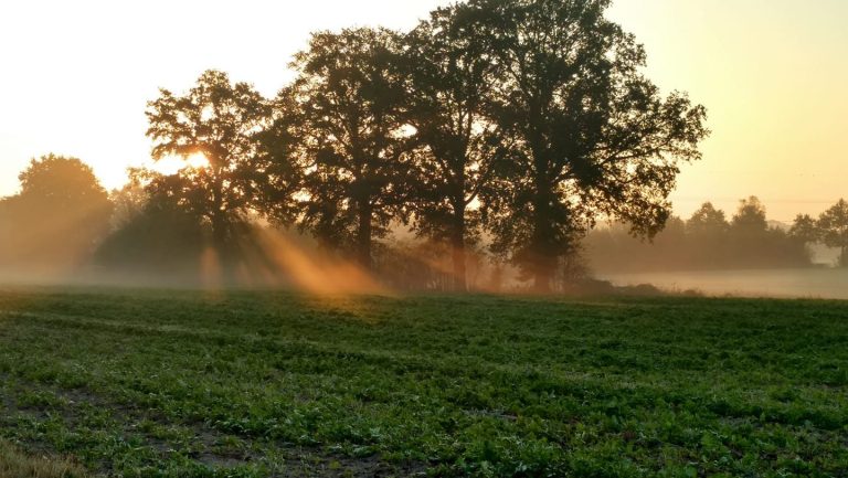Bild eines Sonnenaufgangs in der Wöste, die Sonnenstrahlen brechen durch eine Baumgruppe von drei sehr alten Eichen.